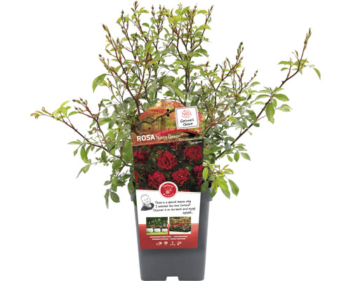 Rose Fairy Queen im Topf