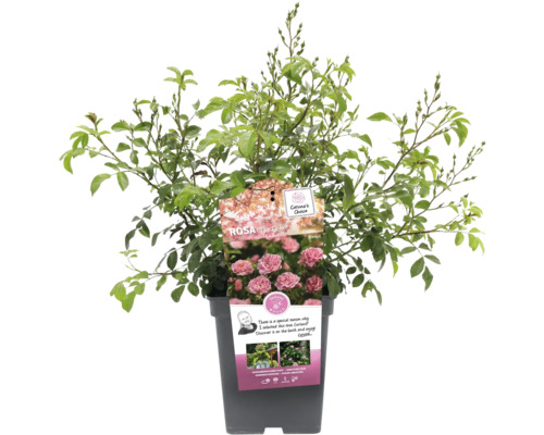 Rosa The Fairy im Topf