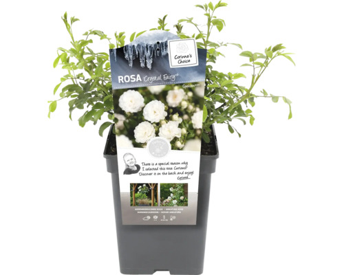 Rosa Crystal Fairy im Topf