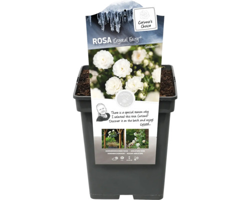 Crystal Fairy Rose im Topf