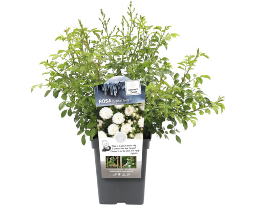 Rose ''Crystal Fairy'' im Topf