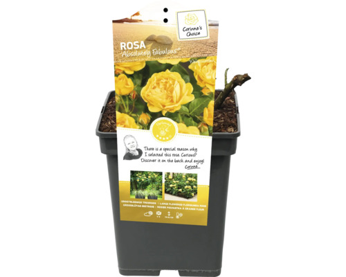 Gelbe Beetrose Absolutely Fabulous im Topf