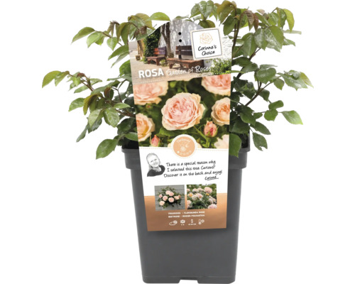 Rosa im Topf, Sorte Garden of Roses