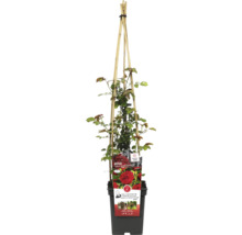 Kletterrose 'Grand Award' FloraSelf Rosa 'Grand Award' Co 5 L öfterblühend-thumb-0