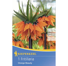 Kiepenkerl 1 Fritillaria Orange Beauty Pflanzenzwiebel