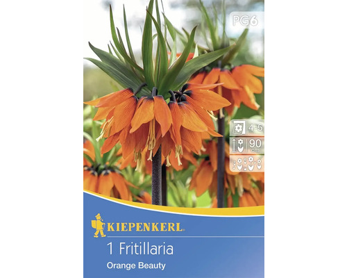 Kiepenkerl 1 Fritillaria Orange Beauty Pflanzenzwiebel