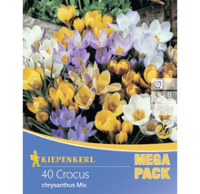 KIEPENKERL 40er Krokus Chrysanthus Mischung Packung