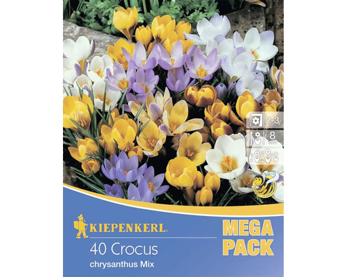 KIEPENKERL 40er Krokus Chrysanthus Mischung Packung