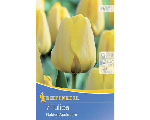Tulpenzwiebeln Golden Apeldoorn – 10 Stück, Gelb, Winterhart – Für Beet & Schnittblumen