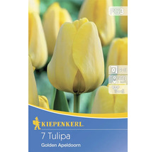 Kiepenkerl Logo. Verpackung mit sieben Tulpen der Sorte Golden Apeldoorn