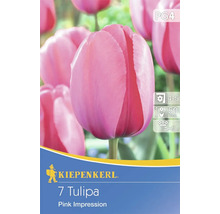Kiepenkerl 7 Tulipa Pink Impression Blumenzwiebelpackung