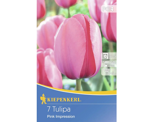 Blumenzwiebel Darwin-Hybrid Tulpe 'Pink Impression' 7 Stk.