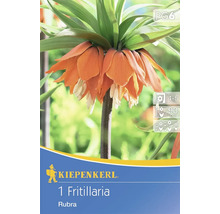 Kiepenkerl Logo. 1 Fritillaria Rubra, Kaiserkrone, Pflanze