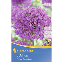 Kiepenkerl 5 Allium Purple Sensation Zierlauch
