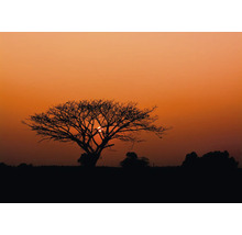 Silhouette eines Baumes bei Sonnenuntergang