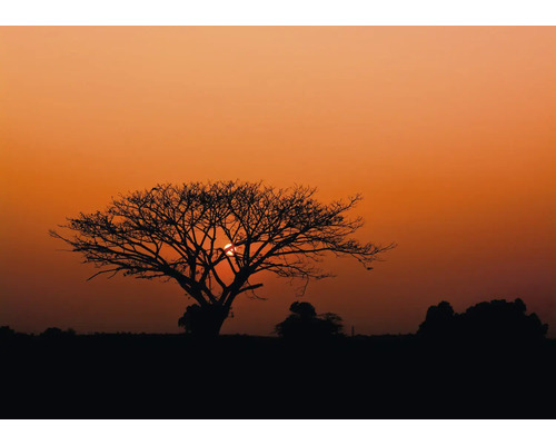 Fototapete Vlies 363647 African Queen III natur rot 8-tlg. 424 x 300 cm