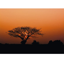 Silhouette eines Baumes bei Sonnenuntergang