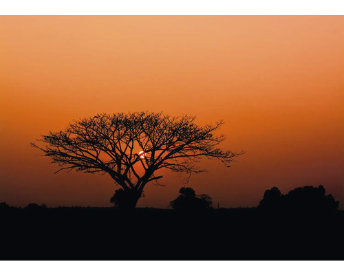 Fototapete Vlies 363654 African Queen III natur rot 7-tlg. 371 x 265 cm