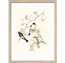 Gerahmtes Bild Birds II 33x43 cm