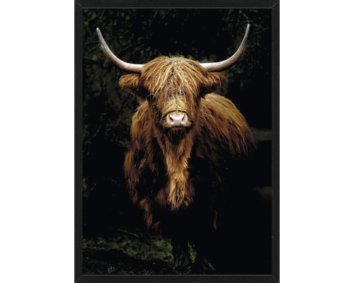 Glasbild Scottish Highland Cattle IX 60x80 cm