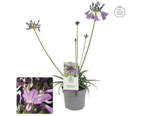 Schmucklilie 'Poppin Purple' FloraSelf Agapanthus EVER® 'Poppin Purple' Ø 17 cm Topf dauerblüher