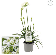 Schmucklilie 'White' FloraSelf Agapanthus EVER® 'White' Ø 17 cm Topf dauerblüher-thumb-0
