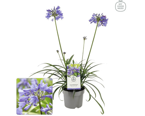 Schmucklilie 'Sapphire' FloraSelf Agapanthus EVER® 'Sapphire' Ø 17 cm Topf dauerblüher