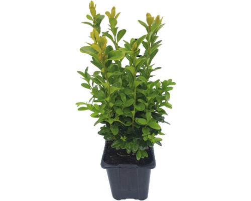 Buchsbaum FloraSelf Buxus sempervirens Ø 8 cm Topf