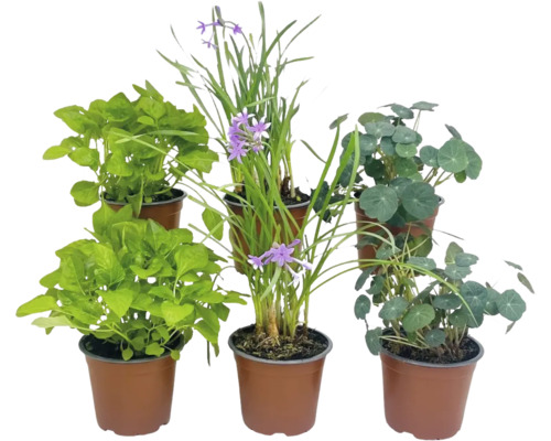 BIO Kräuter Set FloraSelf Bio Essbare Blüten Mix 6 Stk. HORNBACH