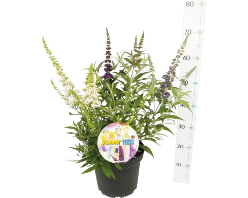 Schmetterlingsflieder im Topf mit Blüte