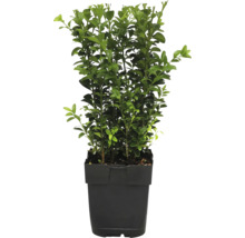 Buchsbaum FloraSelf Buxus sempervirens Ø 13 cm Topf-thumb-0