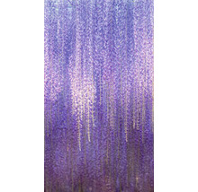 Blühende Glyzinien im Detail