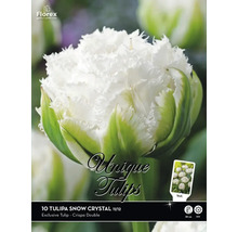 Florex Tulipa Snow Crystal Blumenzwiebelpackung mit zehn Stück