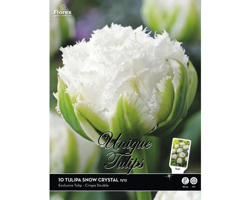 Blumenzwiebel Premium Selection Tulpe 'Snow Crystal' 10 Stück