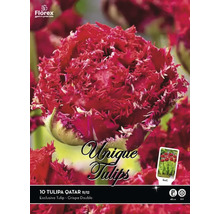 Packung Tulipa Qatar Blumenzwiebeln