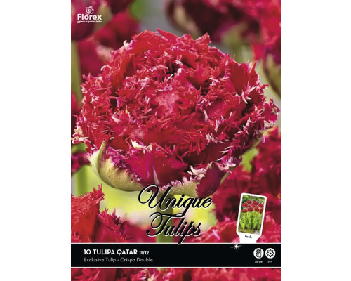 Blumenzwiebel Unique Bulbs Tulpe 'Qatar' 10 Stück
