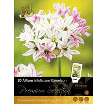 Packung mit 20 Allium trifoliatum Cameleon Blumenzwiebeln