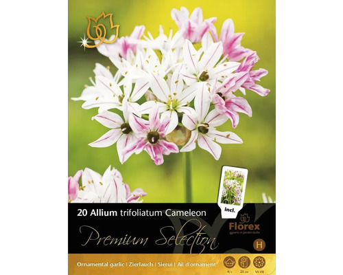 Blumenzwiebel Premium Selection Feuerwerksblume Allium trifoliatum 'Cameleon' 20 Stück Packung mit 20 Allium trifoliatum Cameleon Blumenzwiebeln