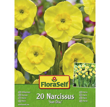 Blumenzwiebel FloraSelf® Narzisse 'Sundisc ' 20 Stück
