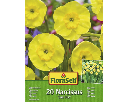 Blumenzwiebel FloraSelf® Narzisse 'Sundisc ' 20 Stück