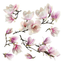 Mehrere Magnolienblüten an Ästen