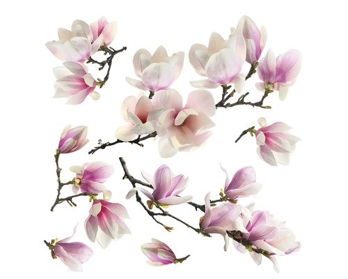 Mehrere Magnolienblüten an Ästen