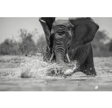 Ein Elefant watet durch das Wasser, wodurch Spritzer entstehen.