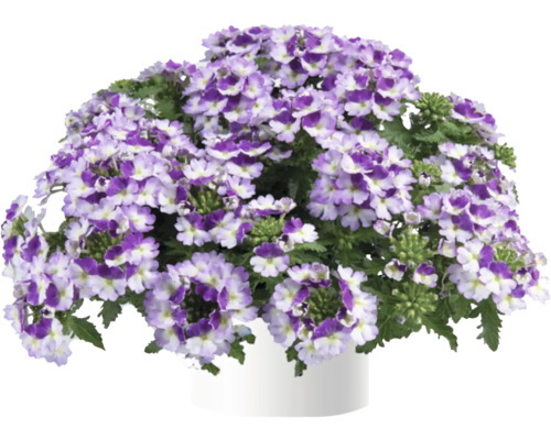 Verbene in einem Topf mit violetten und weißen Blüten.