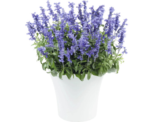 Salbei in einem Topf