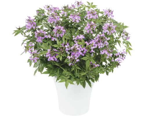 Cleome Pflanze in einem Topf