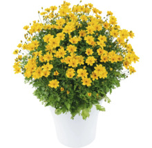 Bidens Pflanze mit gelben Blüten im Topf