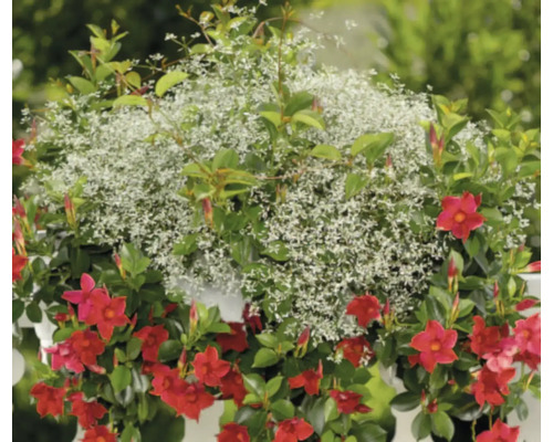 Blumenampel mit Mandevilla und Zauberschnee
