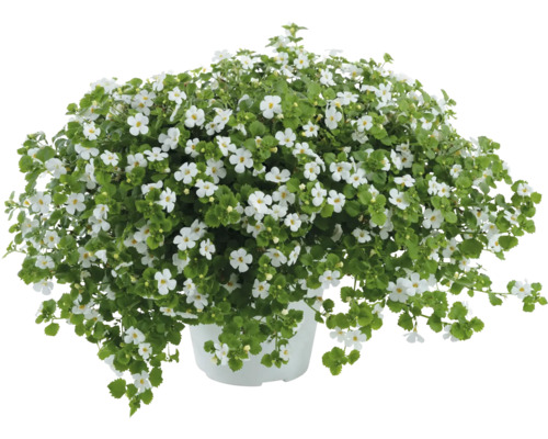 Blütenpolster mit weißen Blüten im Topf