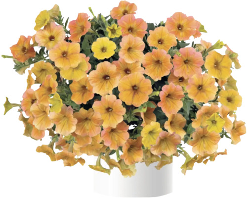 Orangefarbene Zauberglöckchen in einem weißen Topf